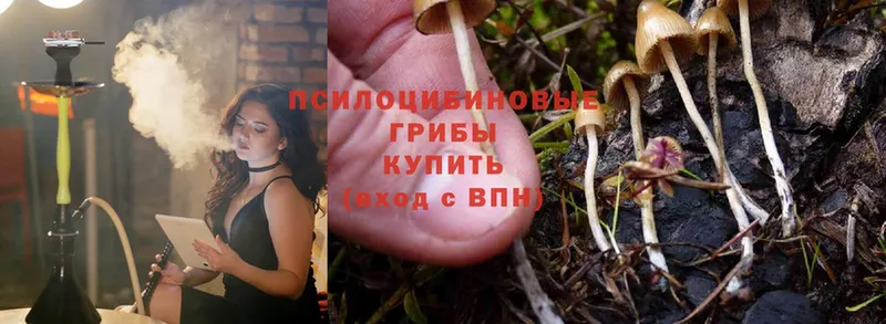 Галлюциногенные грибы Cubensis  Вышний Волочёк 